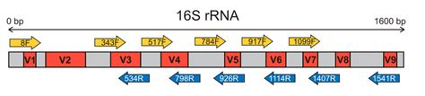 rrna gene structure